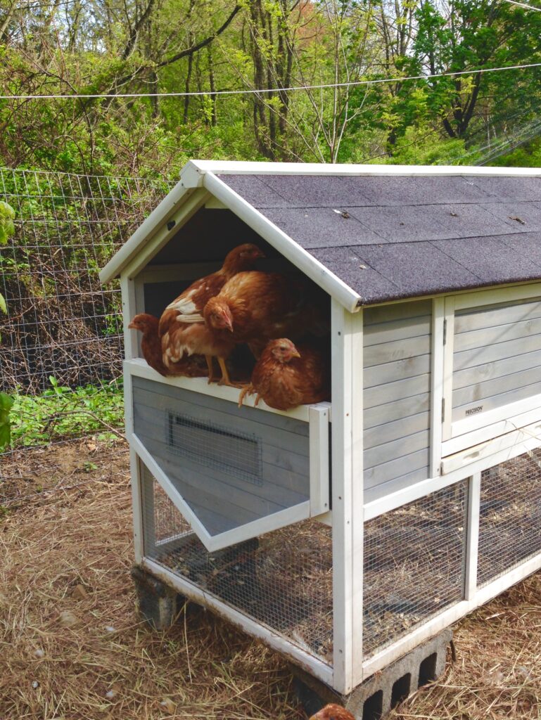 Happy Chickens with a Mobile Coop and Electric Netting - Sunny