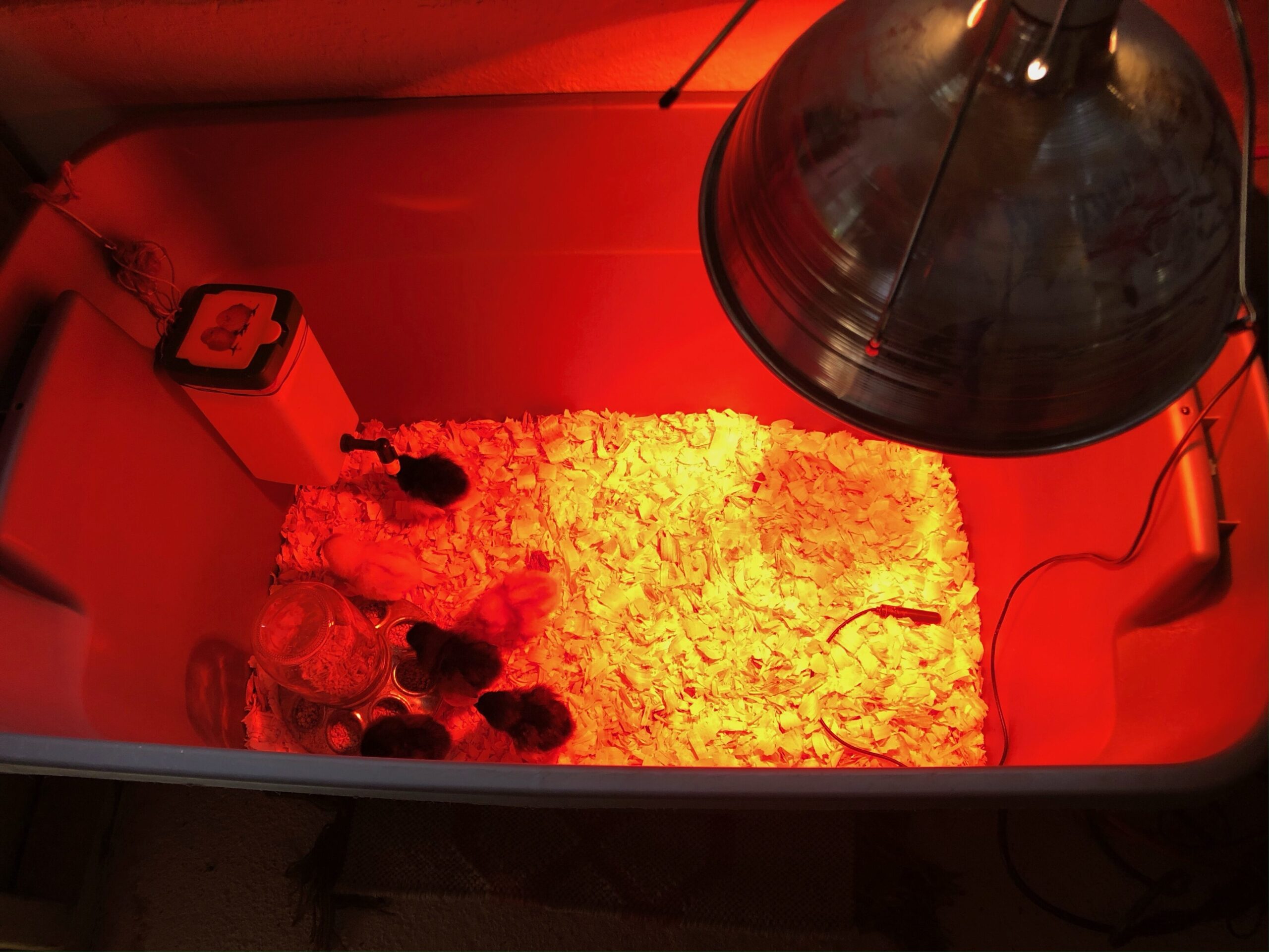 Baby chicks in brooder with heat lamp and waterer