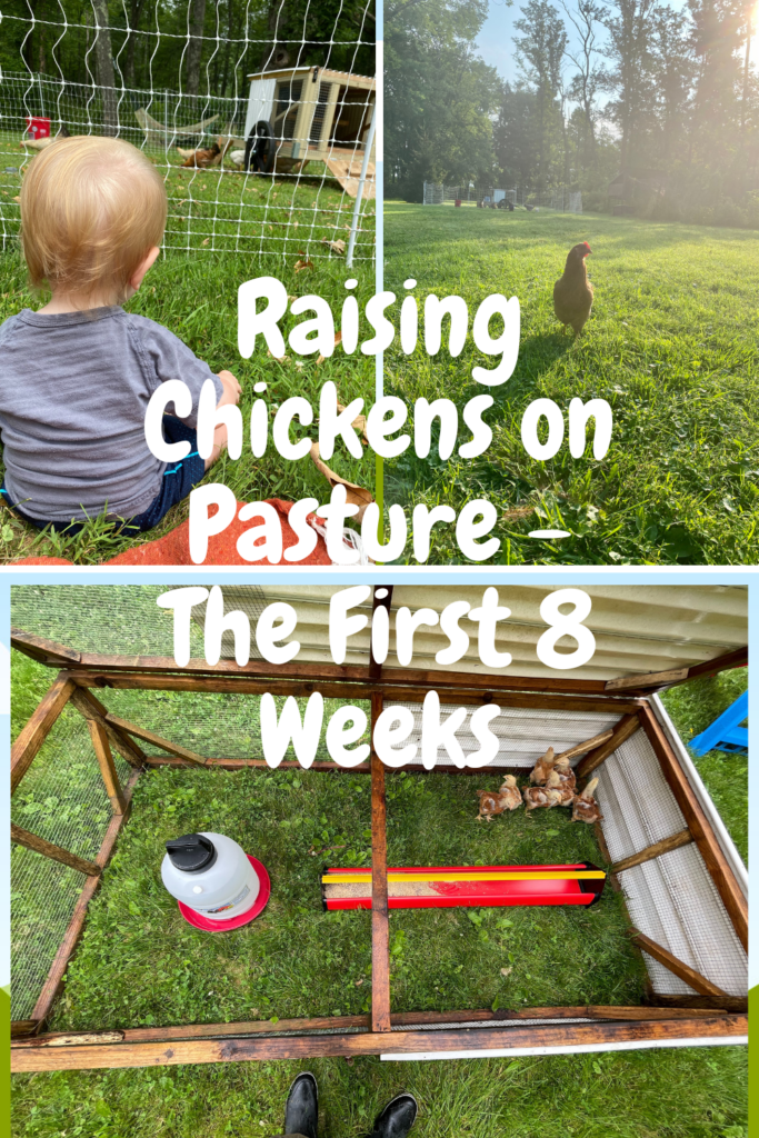 How to raise chickens on pasture the first 8 week. Baby watching chickens, chicks in chicken tractor, lone chicken on grass