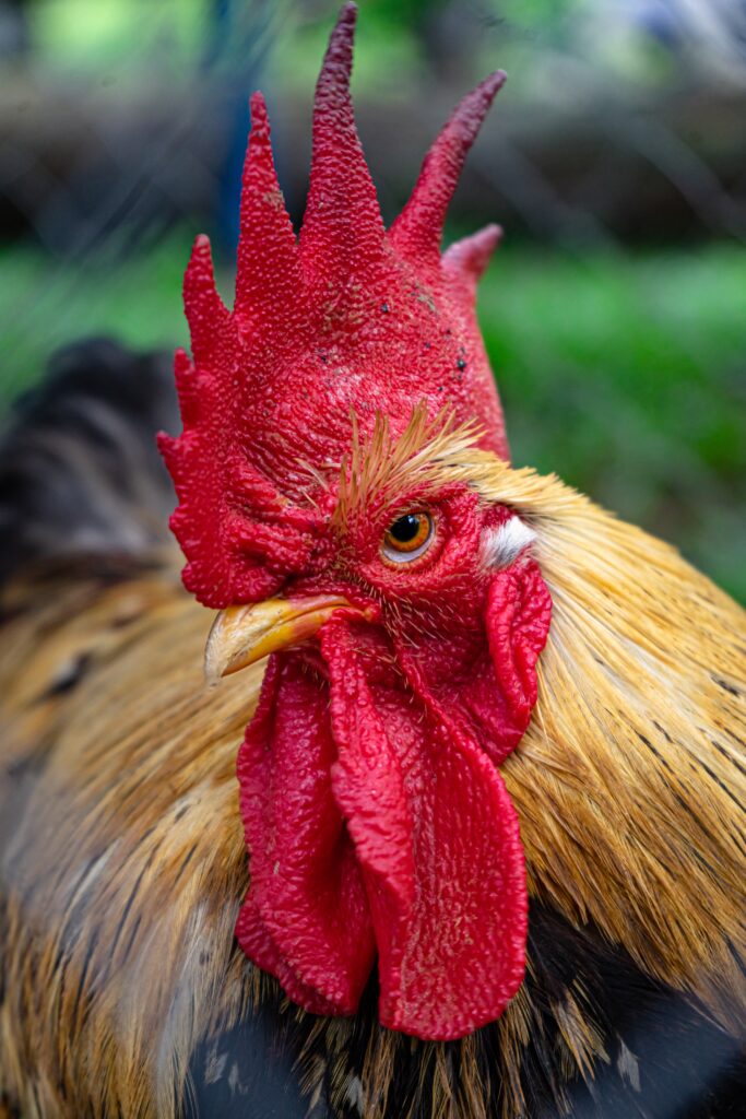 Close up of rooster face