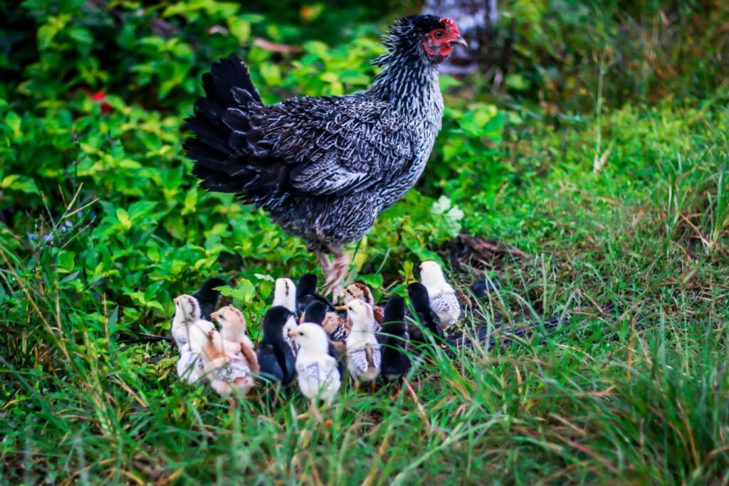 Hen with her baby chicks