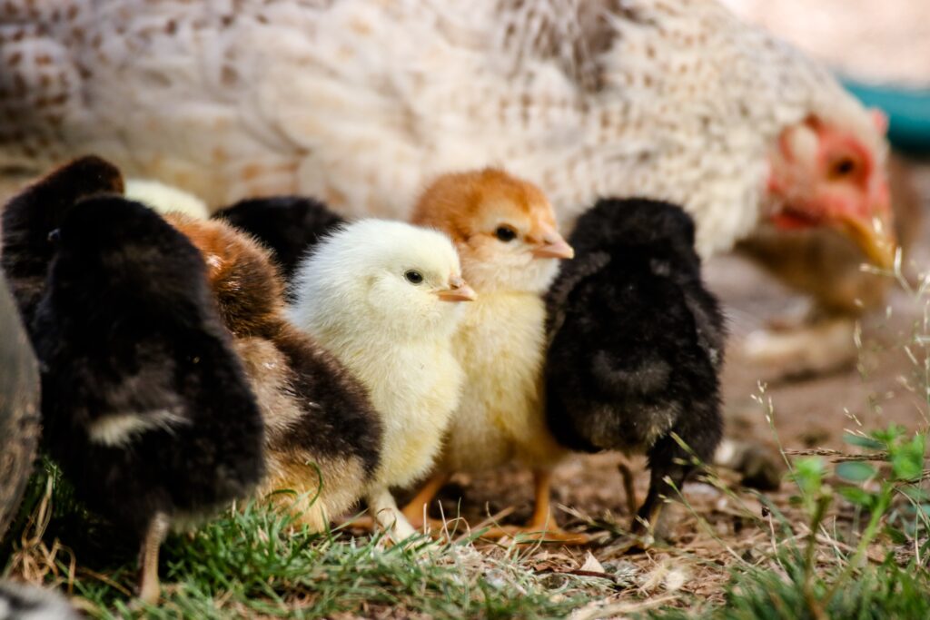 Young chicks with mother hen