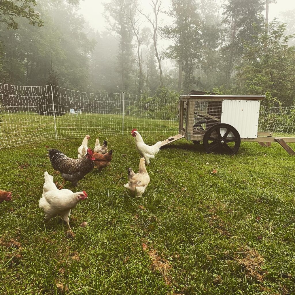 Chickens on pasture with coop and electric poultry netting