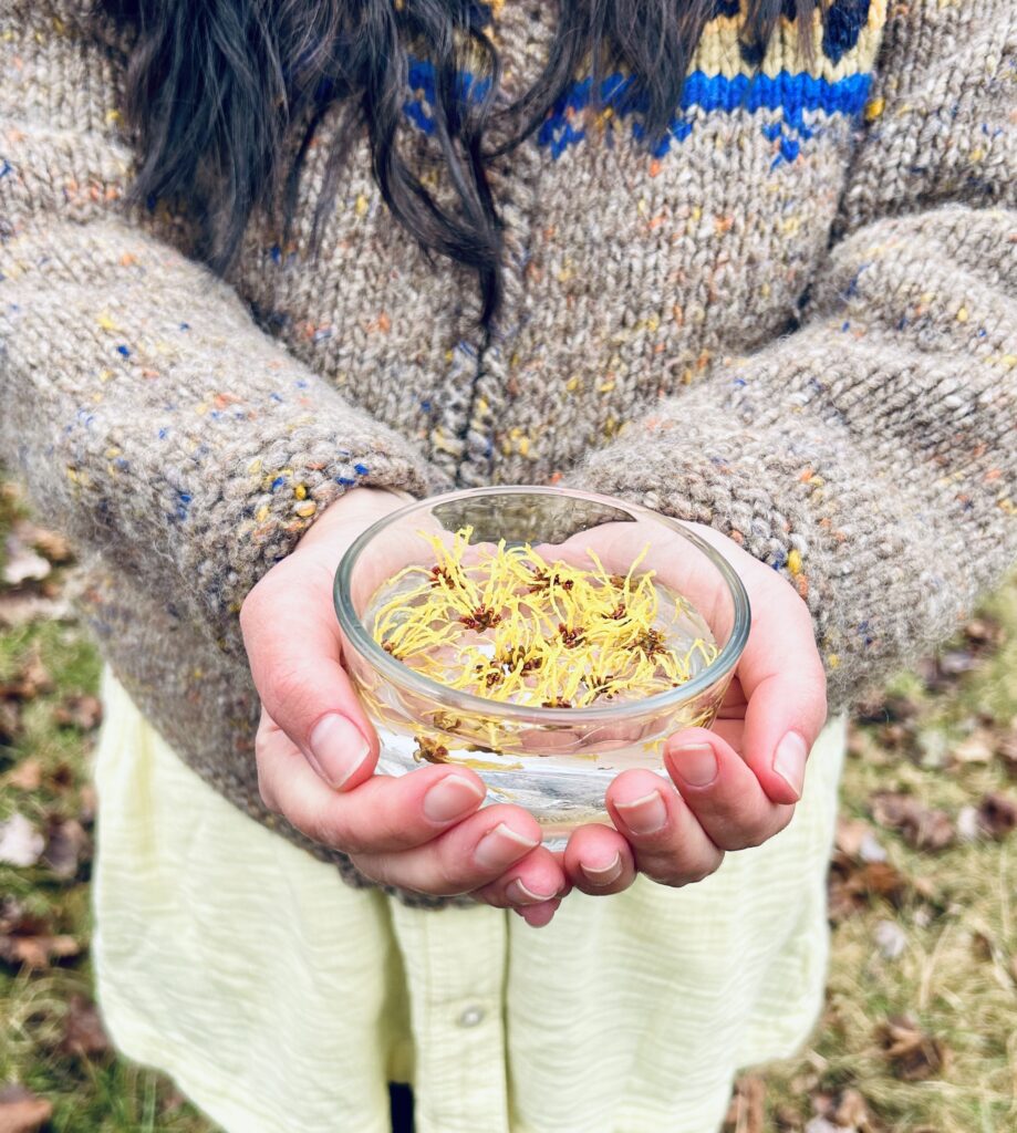 Person holding out in both hands a small clear glass bowl filled with water and witch hazel flowers. Witch hazel flower essence