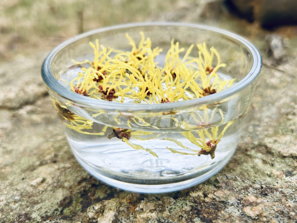 Witch Hazel Flowers in glass bowl with water making a flower essence