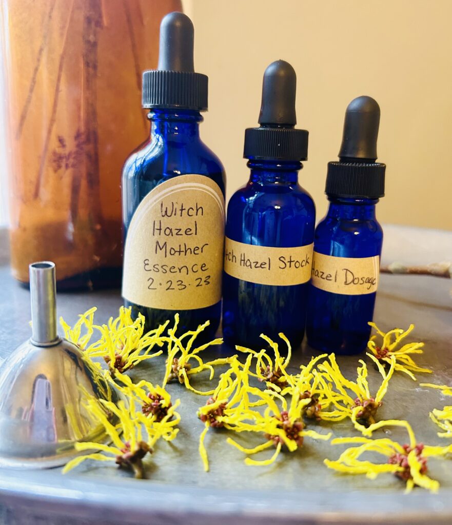Three blue dropper bottles lined up on silver tray label witch hazel mother flower essence, witch hazel stock and witch hazel dosage. Witch hazel flowers are scattered on tray.
