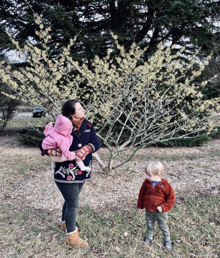Mom and children on grass in front of yellow witch hazel tree