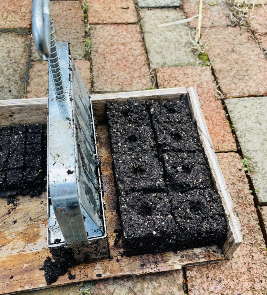 Soil blocks on wood tray on bricks