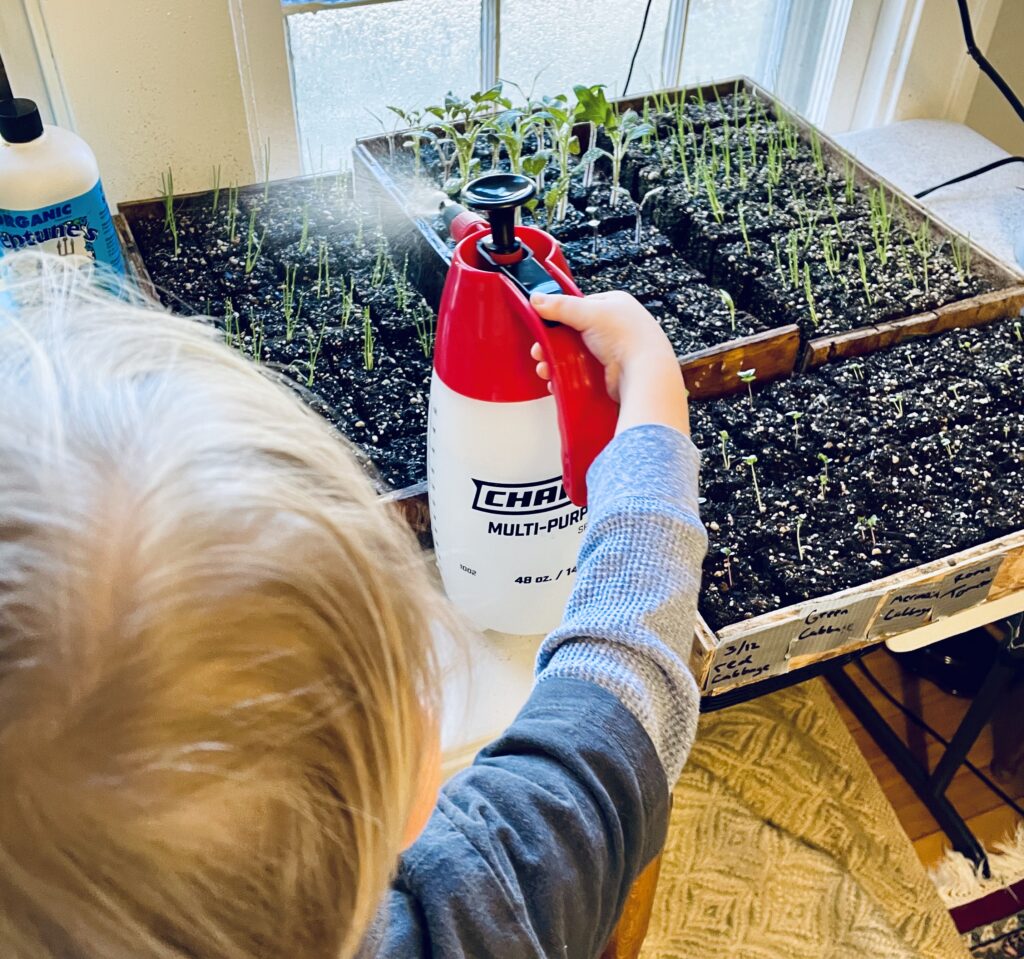 Boy spraying vegetable seedling with water.
