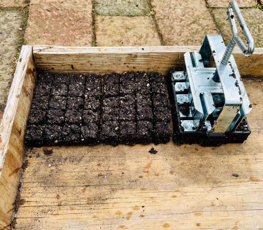 Soil blocks on wood tray on bricks