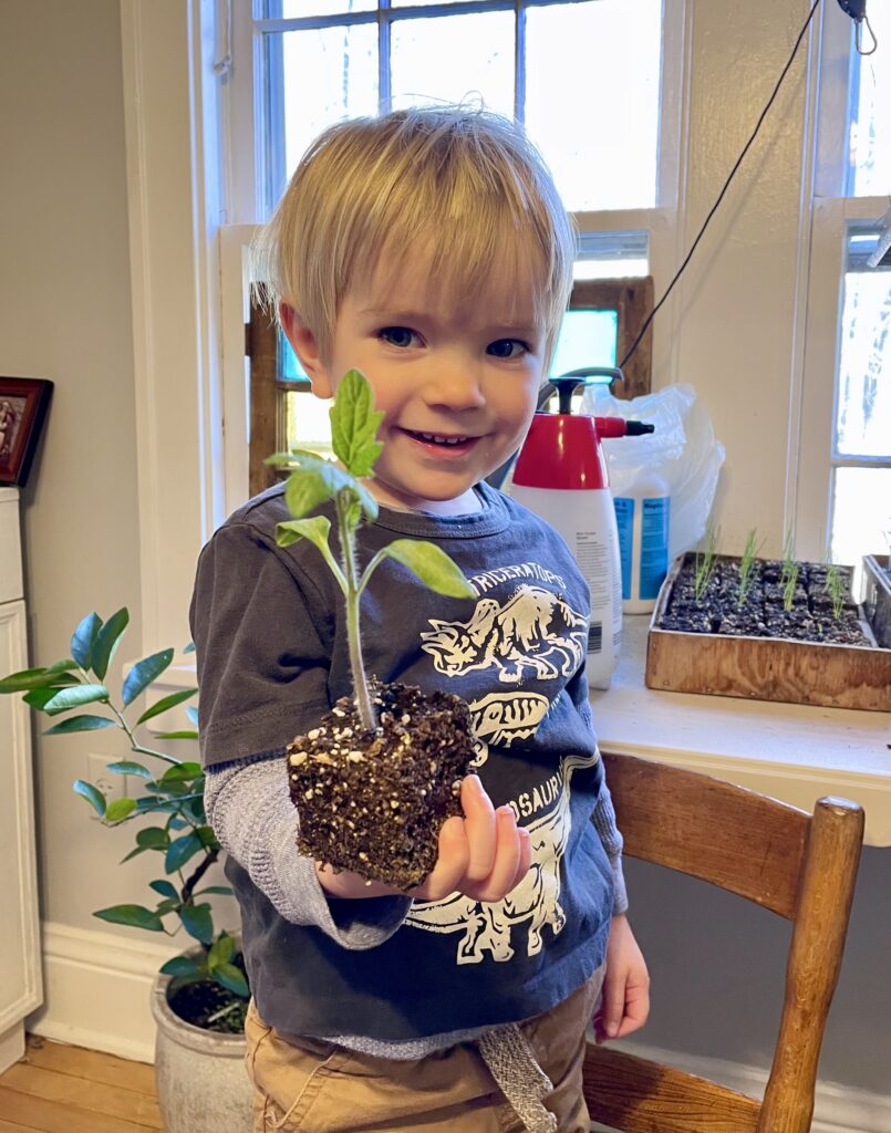 Boy holding block of soil with tomato plant