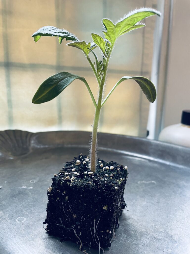 Tomato Seedling in Soil Block