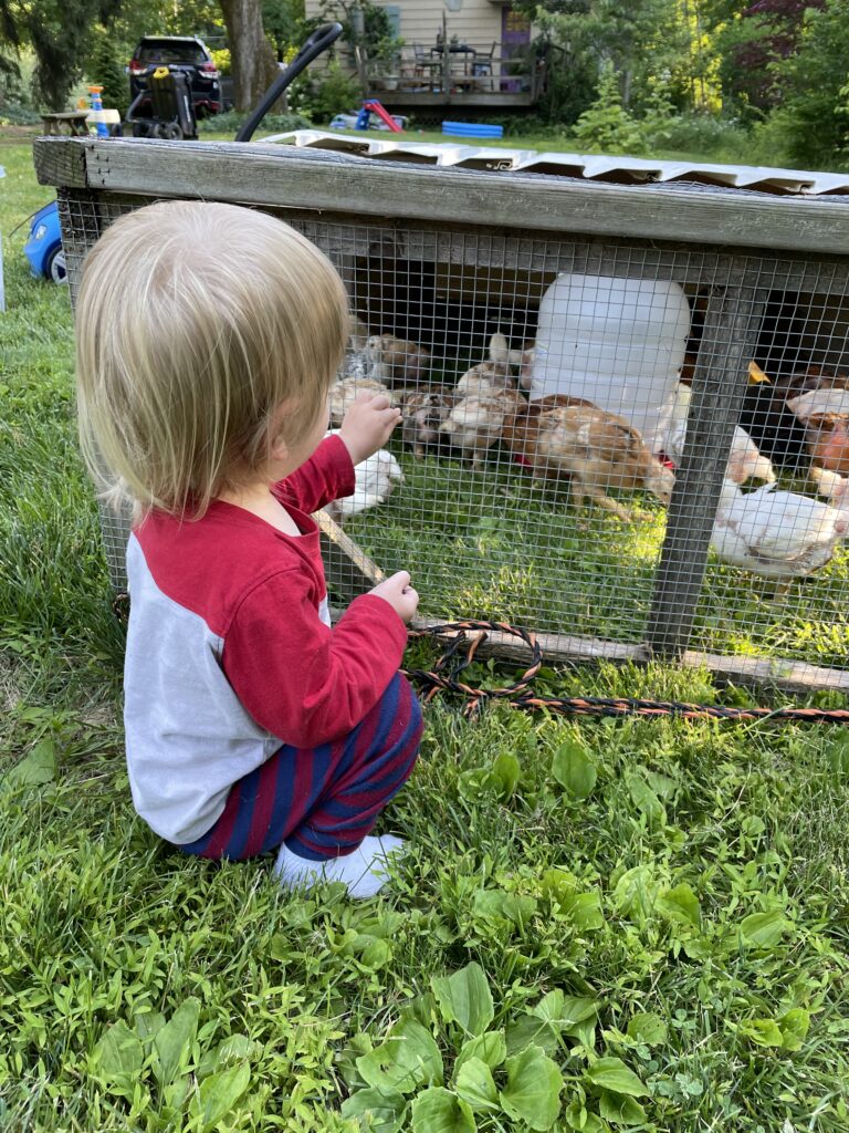 Young boy crouched down looking at baby chickens inside of a chicken tractor.