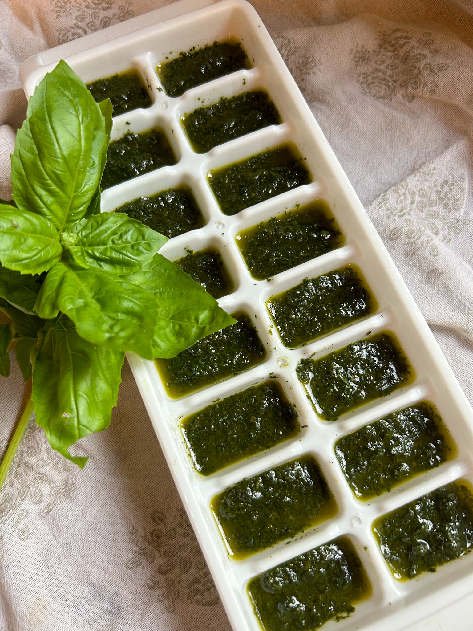 Chopped basil with olive oil in ice cube trays. Next to sprig of basil.