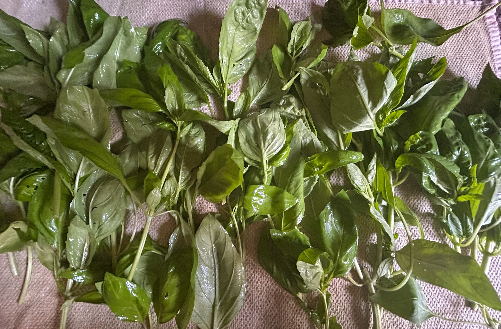 Stems of basil laying out on towel on counter