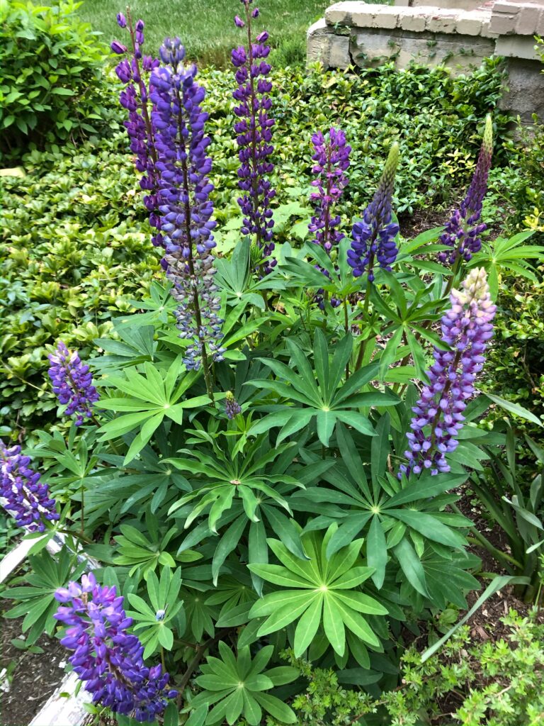 Blue lupine flowers in bloom pachysandra cement steps
