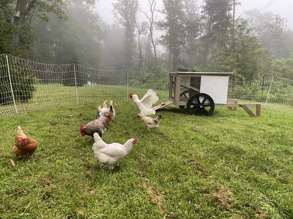 Chickens on pasture with electric poultry net. small chicken coop on wheels on homestead
