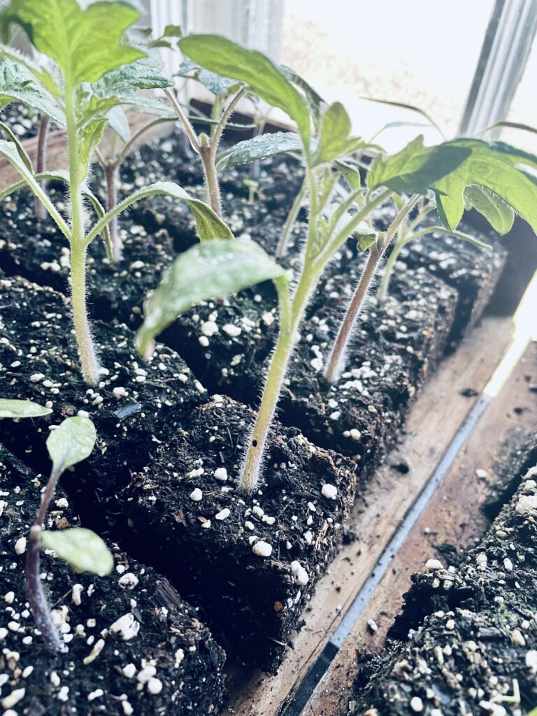Vegetable Tomato seedlings in soil