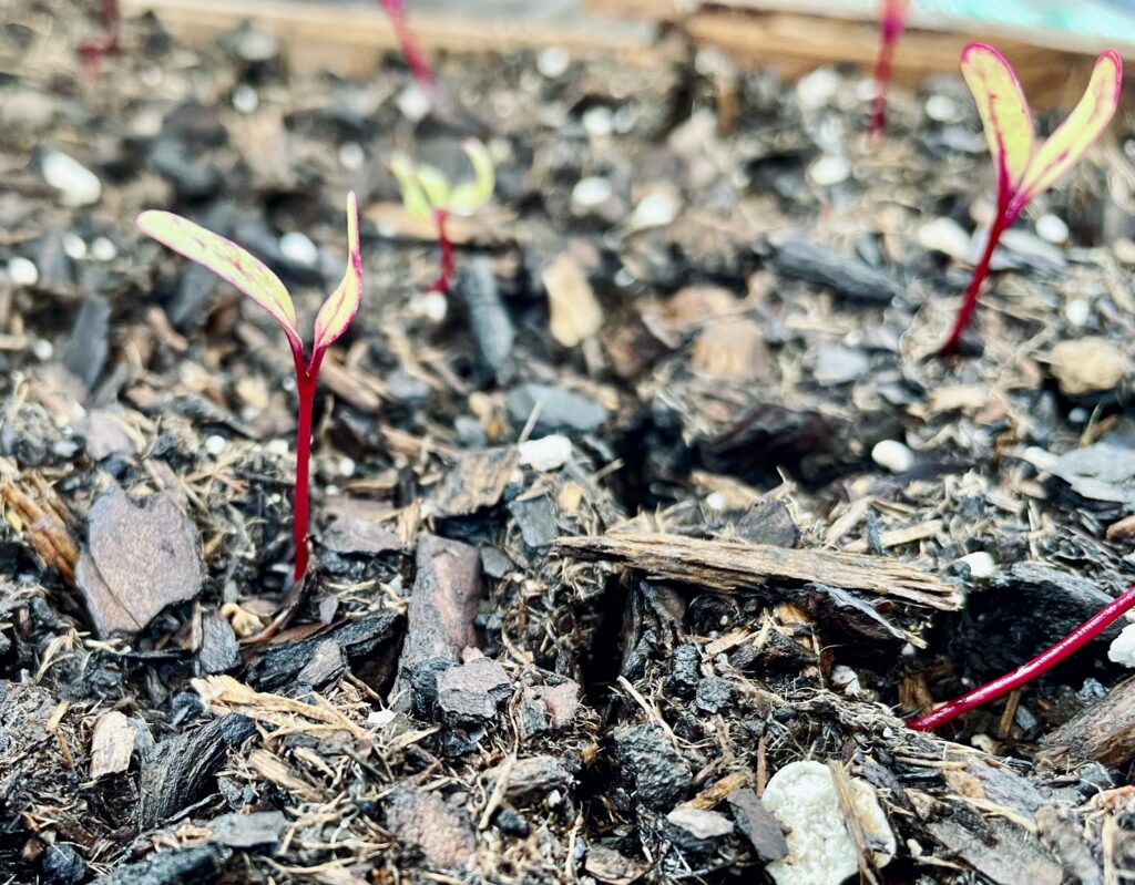 Red beet seedlings in soil sprouting