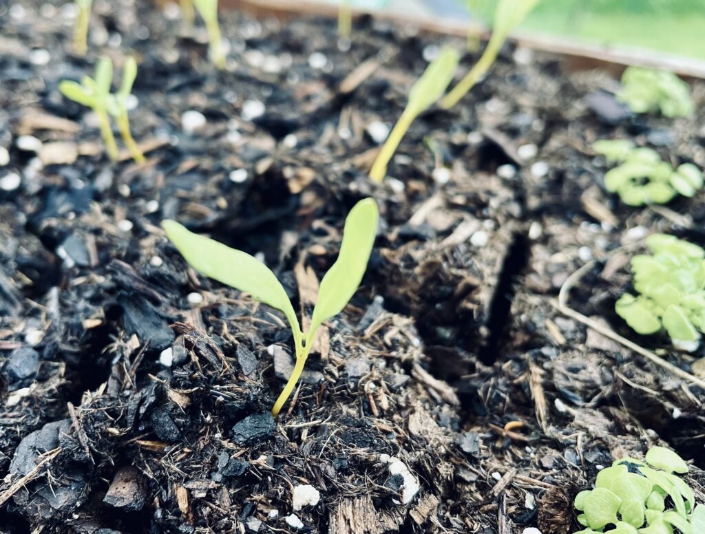 Yellow Beet seedling in soil sprouting