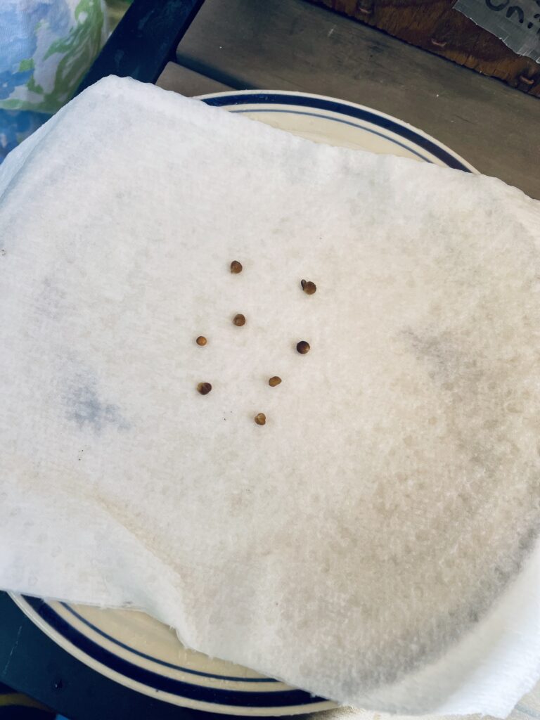 Seeds on paper towel on plate 