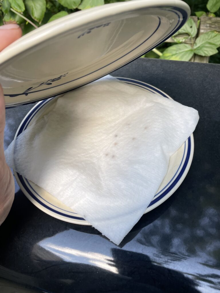 Wet paper towel covering seeds on white and blue plate