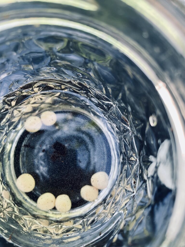 Pea seeds soaking in water in grass jar