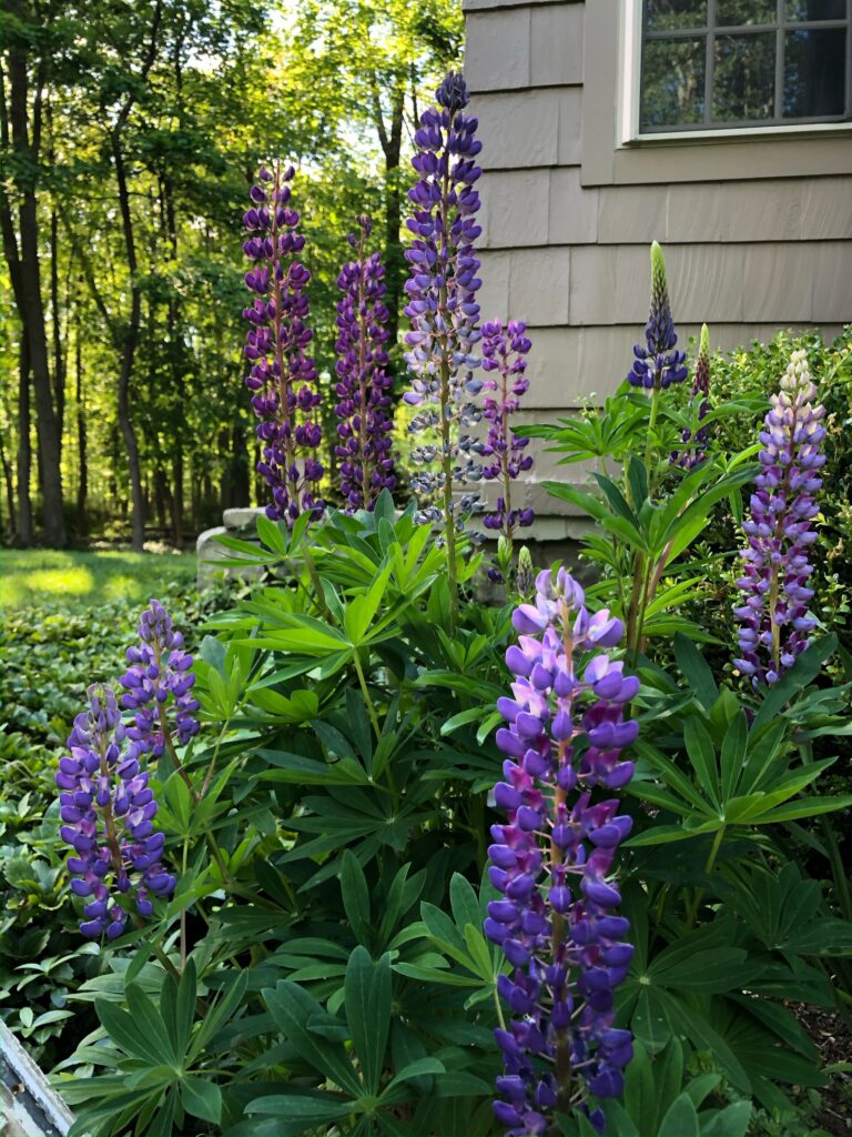 Lupine in full bloom next to house in the woods