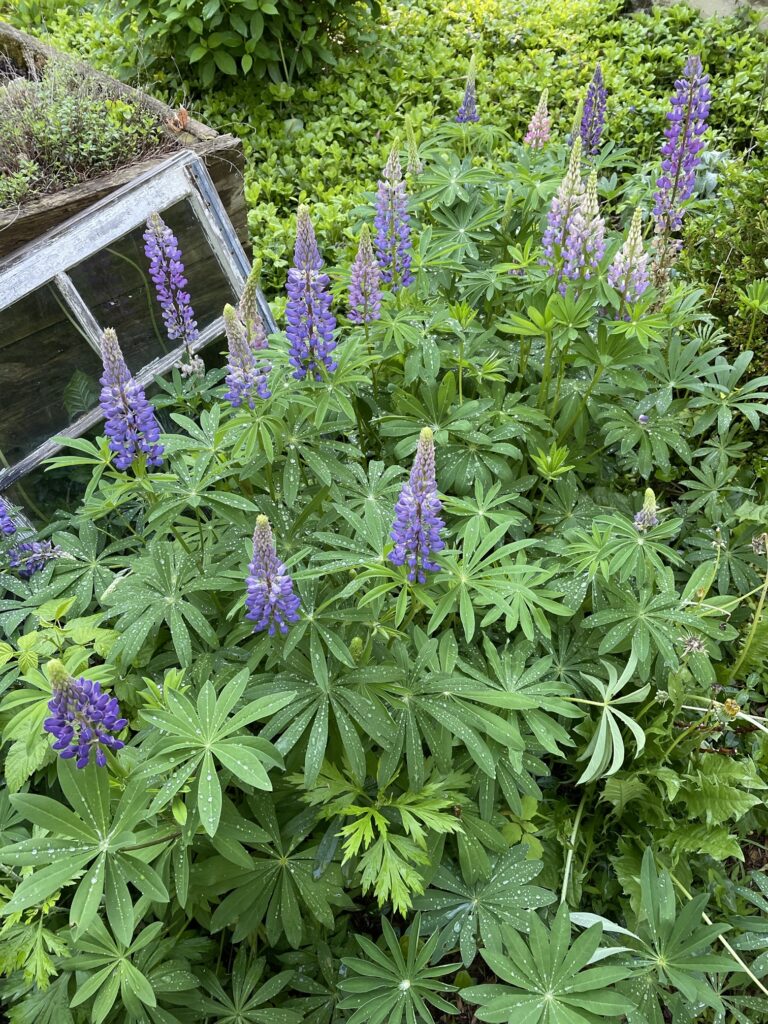 Lupine in flower next to glass window