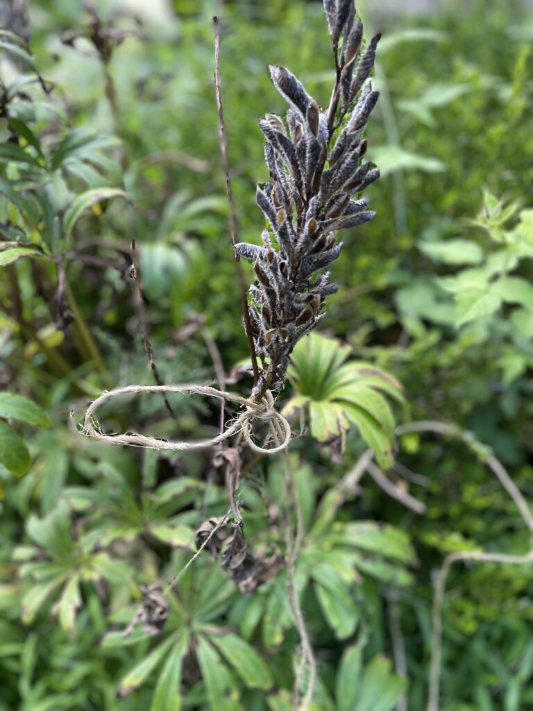 twine tied around seed head lupine