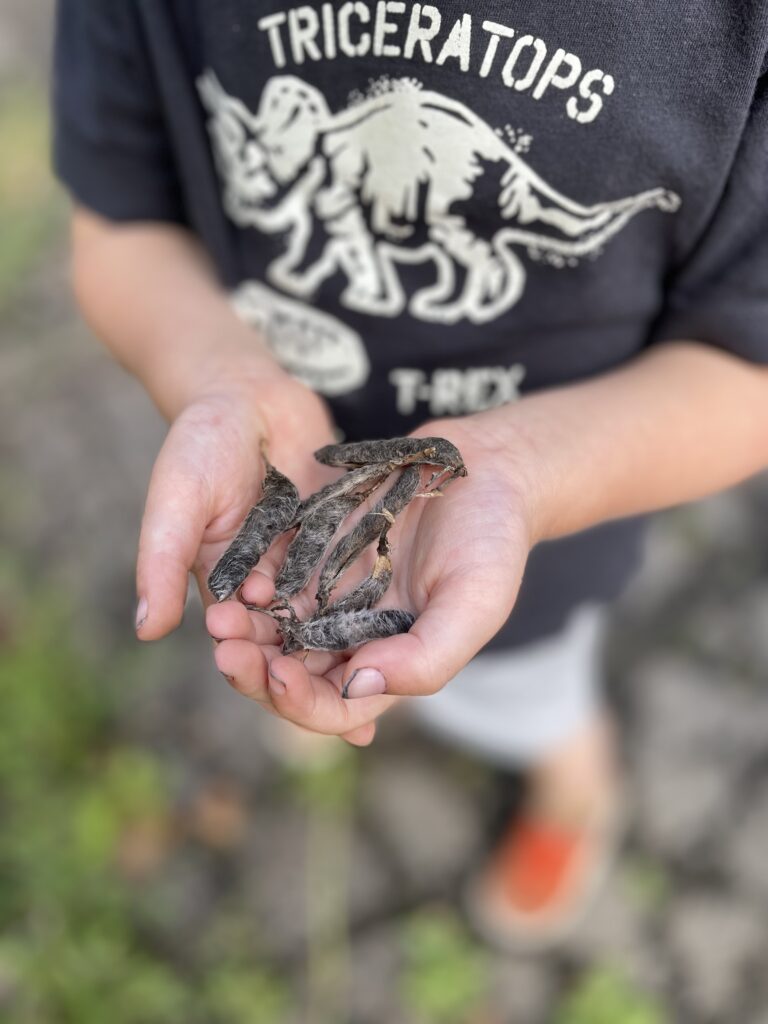 Lupine Seed pods in cupped hands