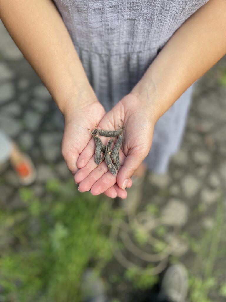 cupped hands with lupine pods. 