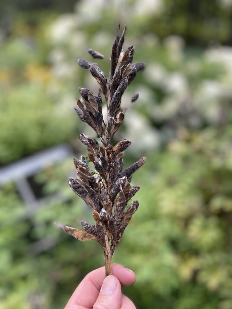 Close up stalk of lupine pods