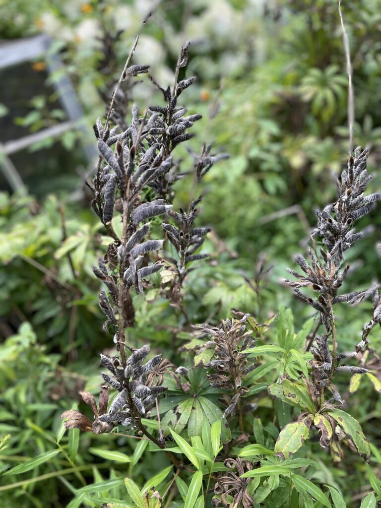 Seed pods on lupine plant