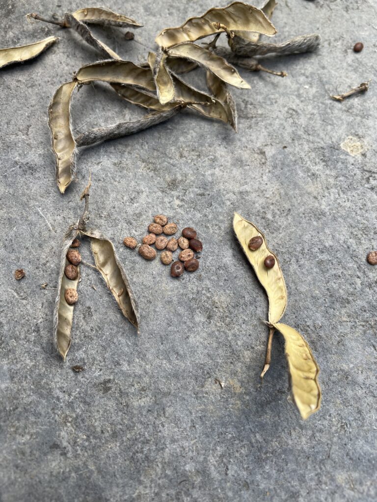 seed and pods of lupine on slate