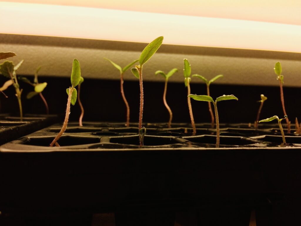 Vegetable seeds sprouting in seed trays