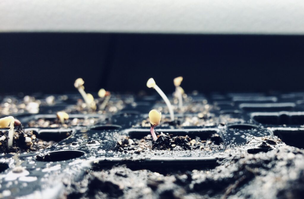 Vegetables Seeds sprouting under light