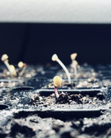 Seed germinating and sprouting