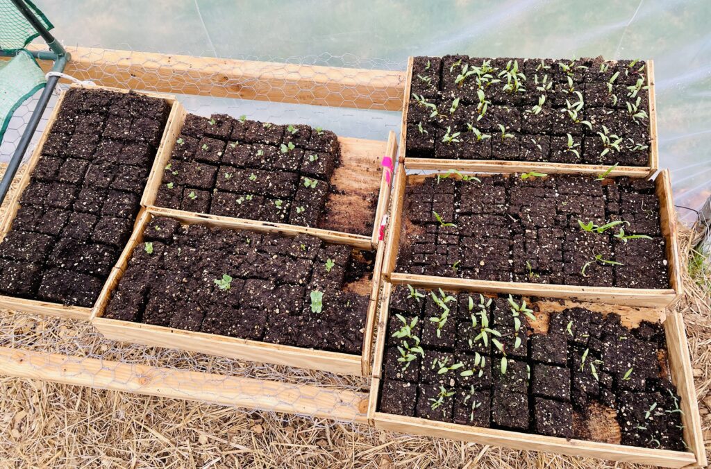 Multiple types of vegetable seeds growing in soil blocks