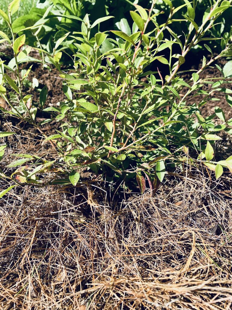 Blueberry plant with pine needle mulch