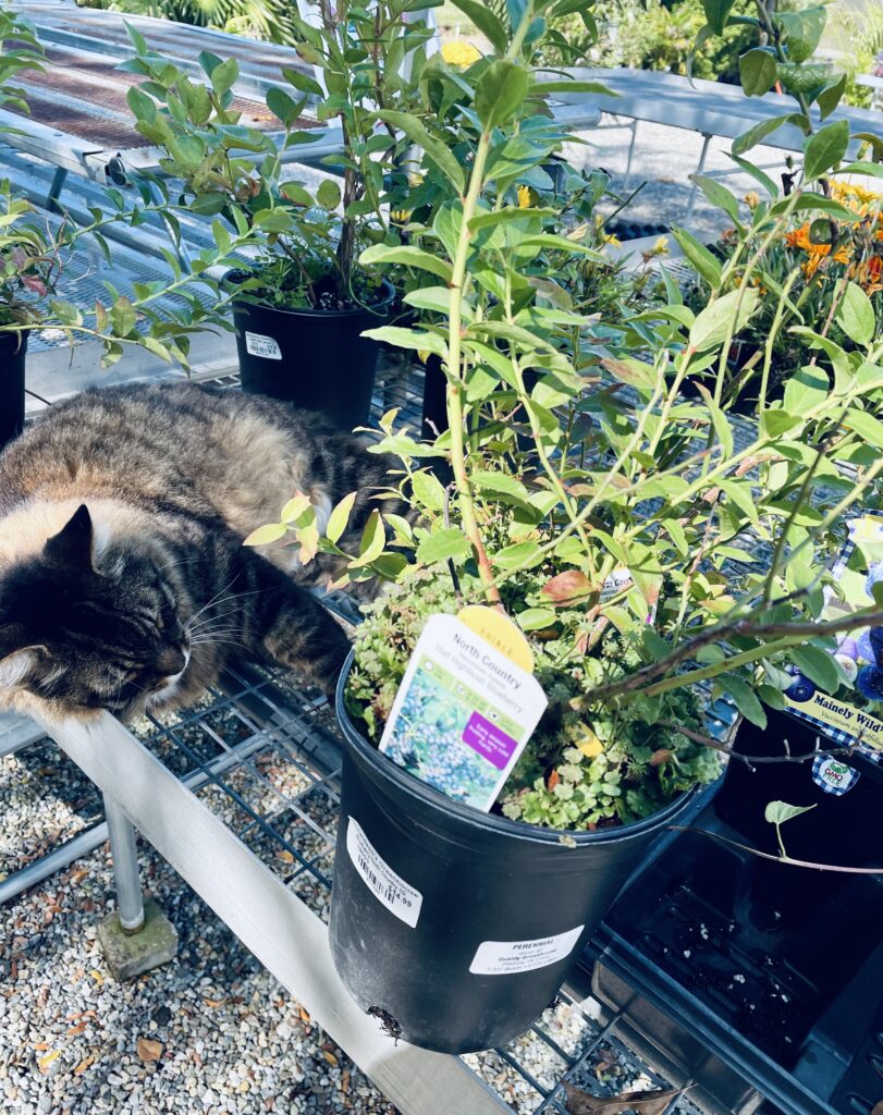 Blueberries in pots on table with cat