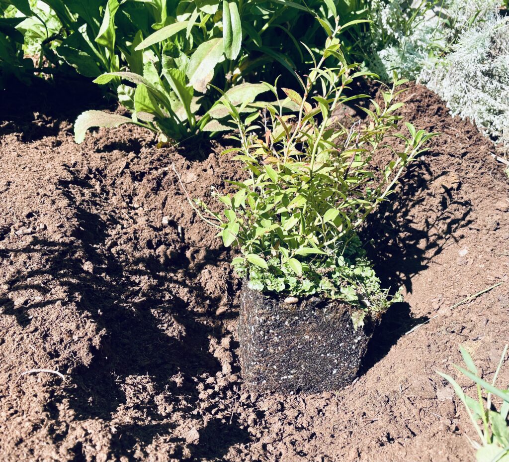 Planting a blueberry plant in soil