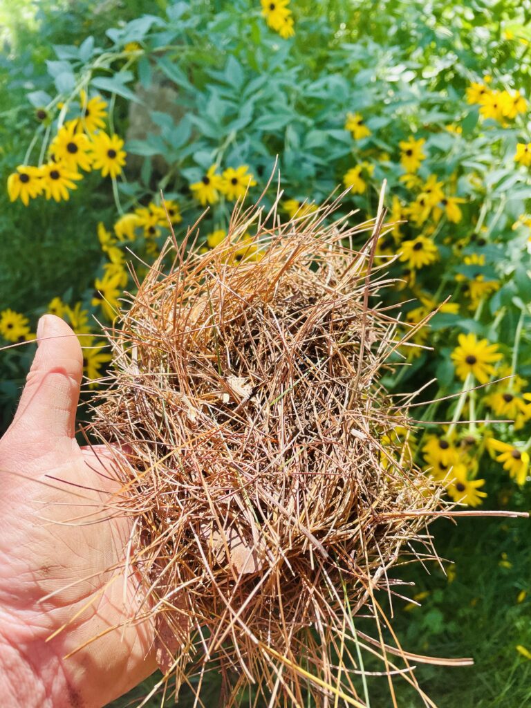 Hand full of pine needles. Black eyed susans in background