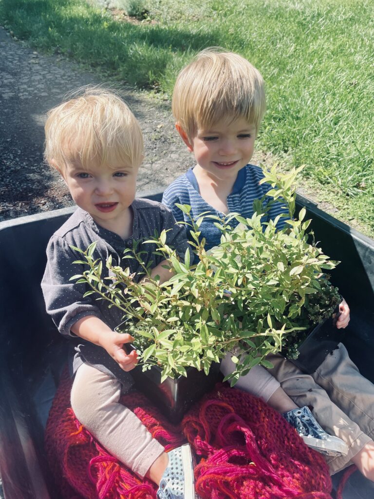 Two children in wheel barrow with blueberry plants