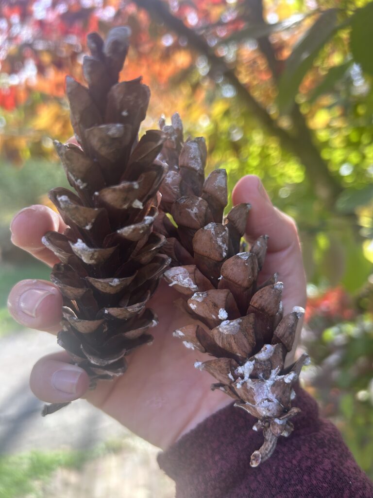 Two white pine cones being held up in front of a tree.