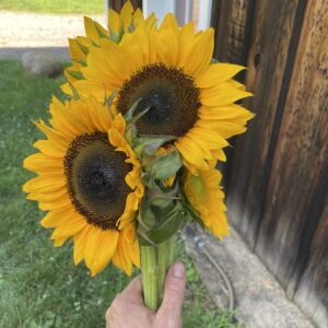 5 stem sunflowers
